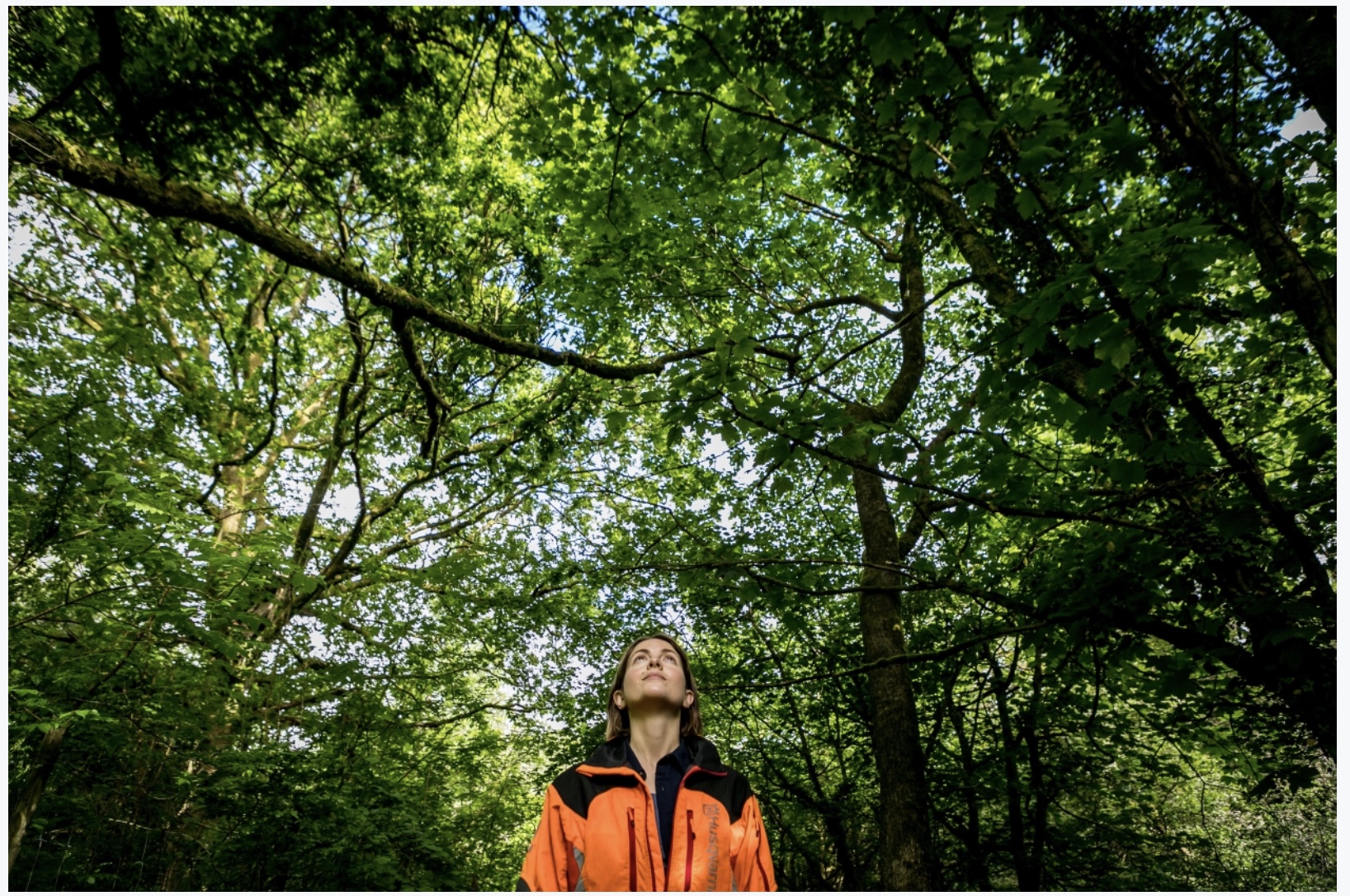 The Arborist (Catrin Stewart, Laura)