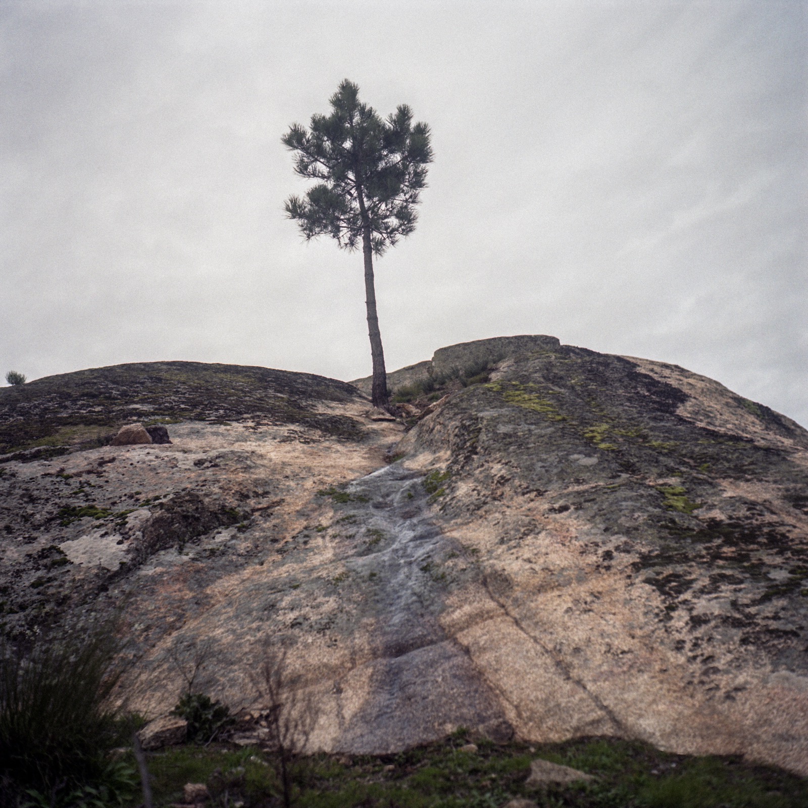 A solitary tree in a rock.