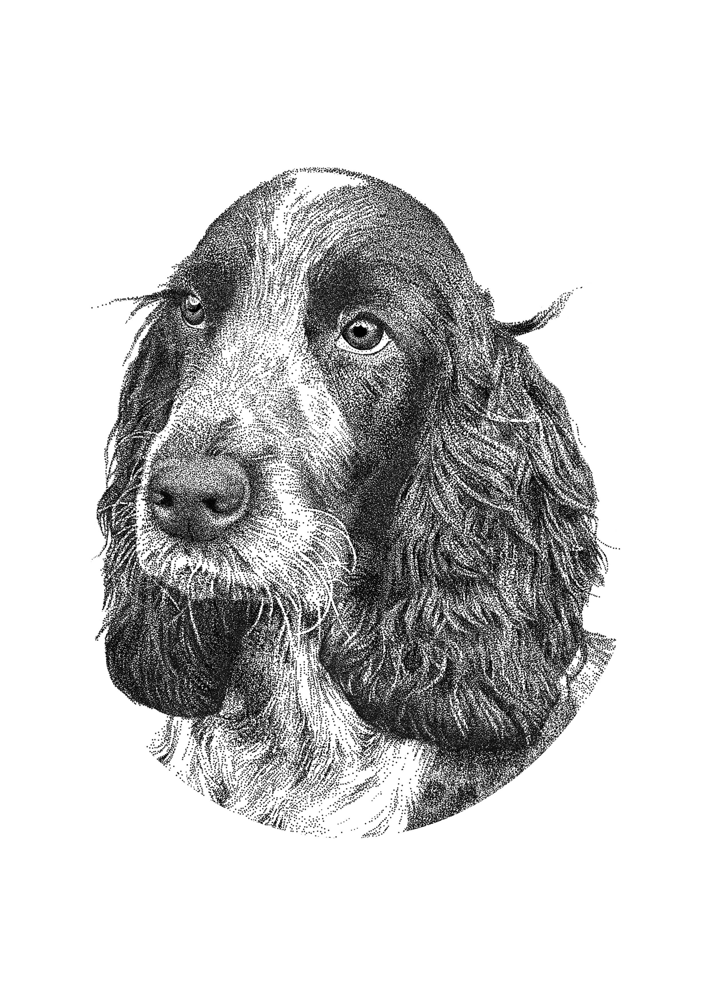 A dotwork portrait of Ruby, a rescue spaniel.